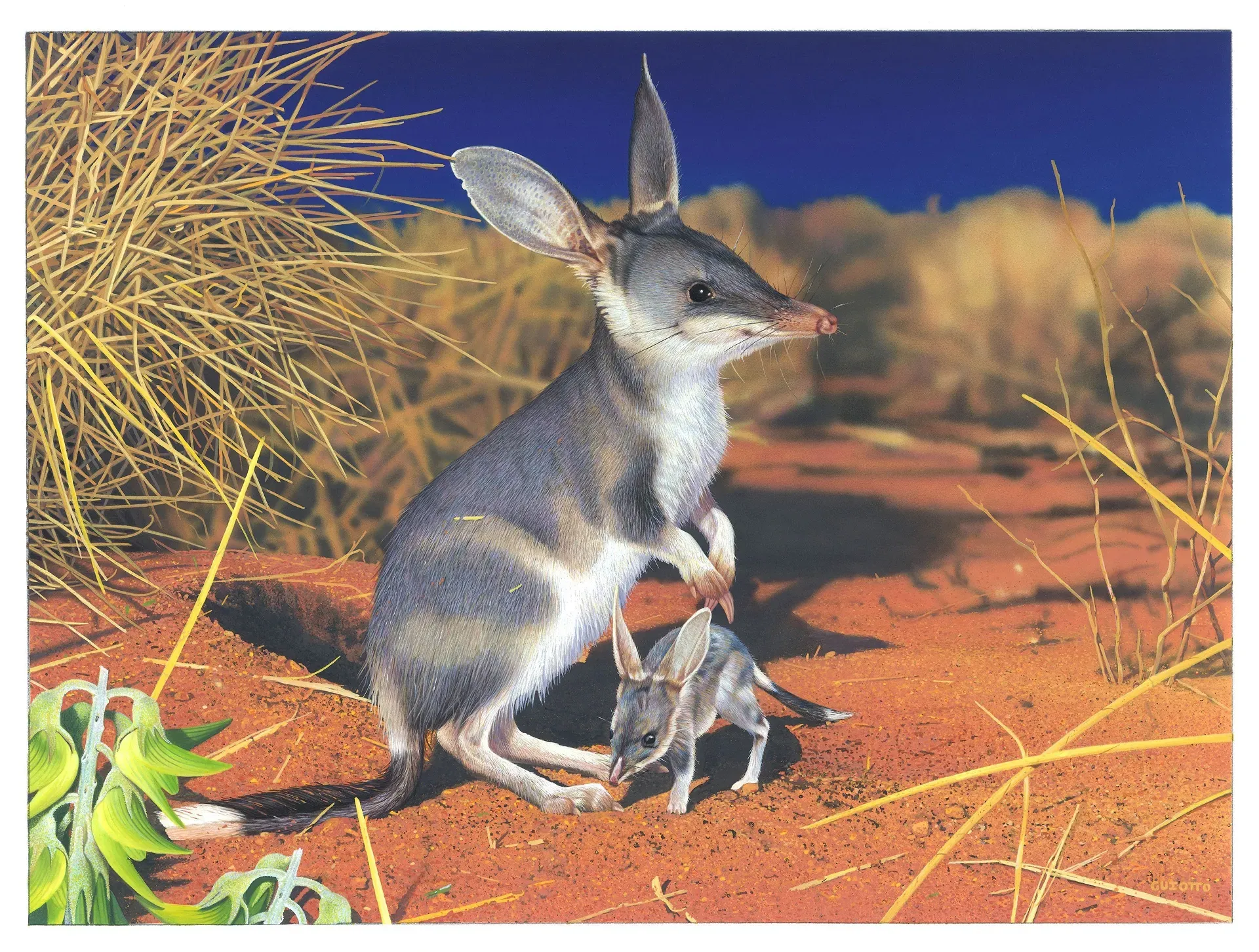 Bilbies, not bunnies, this Easter | Australian Geographic Society