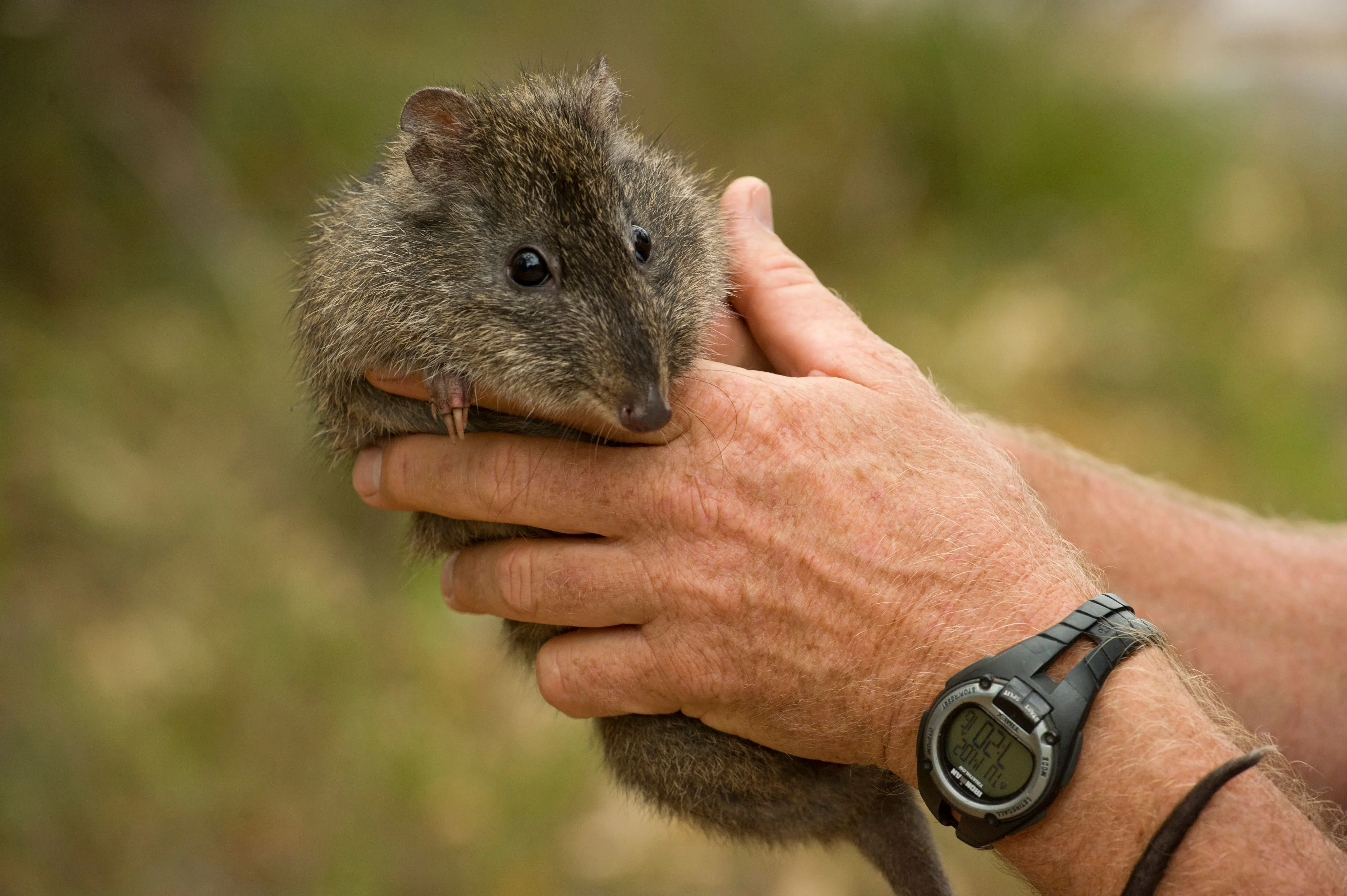 help-save-the-gilbert-s-potoroo-from-extinction-australian-geographic